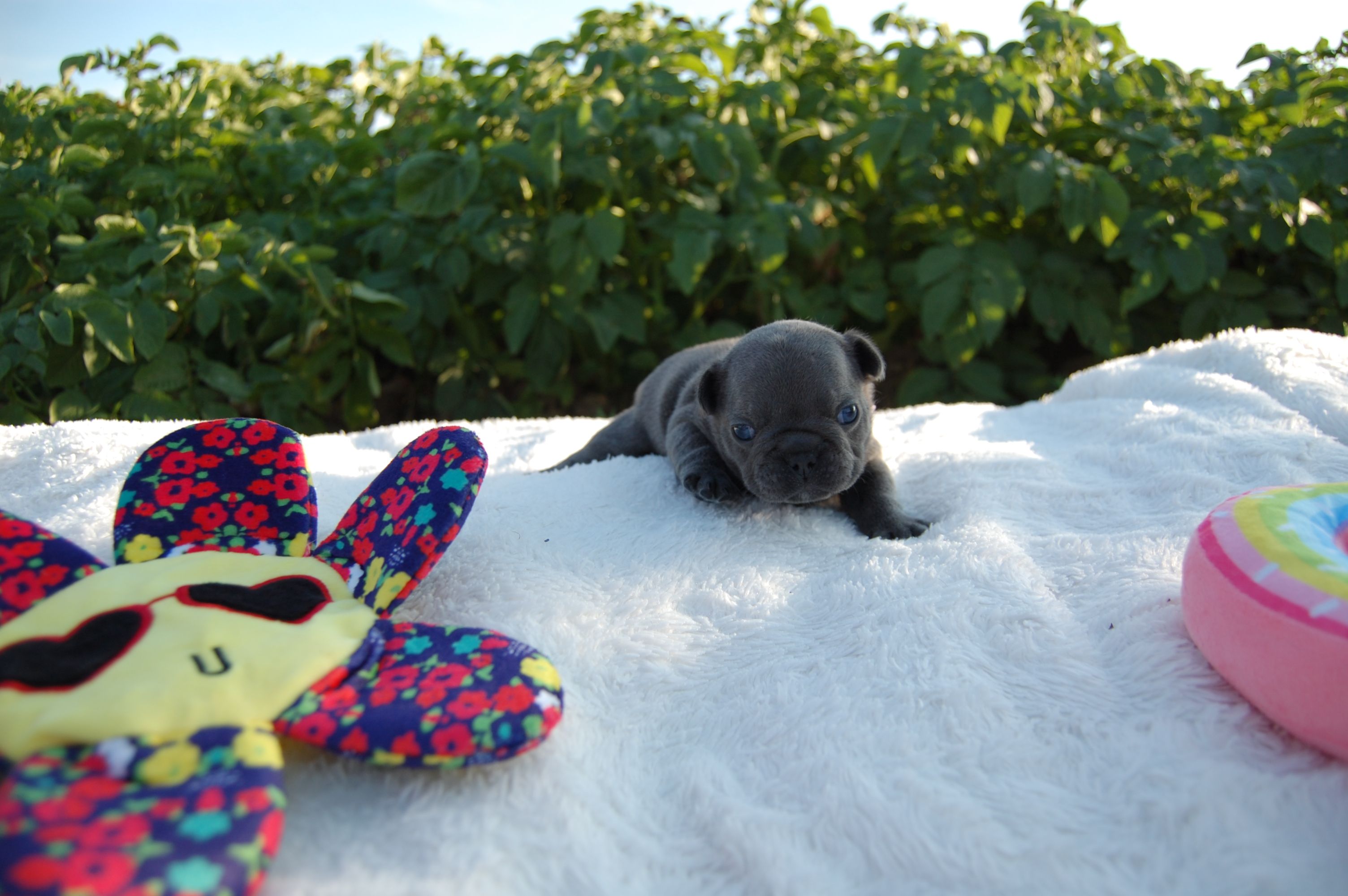 <svg class='pink'></svg> <b>Miss Little Heart</b> <svg class='pink'></svg>